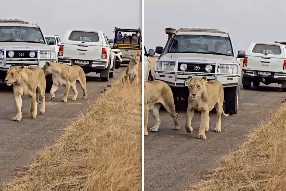 Auch nachdem er sie angefahren hat, drängt der Tourist die Raubkatzen von der Straße, um weiterfahren zu können.