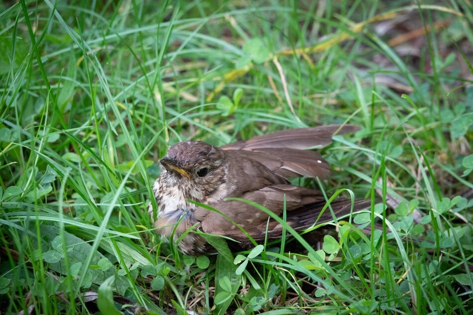 Auch wenn es häufig so aussieht: Findest Du einen Jungvogel alleine im Gras, ist dieser nicht verwaist und benötigt in der Regel nicht Deine Hilfe.