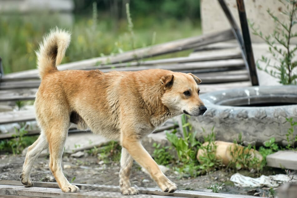 Abgemagerte, kranke und verwahrloste Hunde sind auf Hilfe angewiesen.