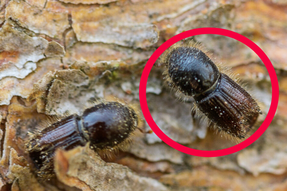 Das Foto aus dem April 2020 zeigt Borkenkäfer auf der Rinde einer Fichte im hessischen Wehrheim.