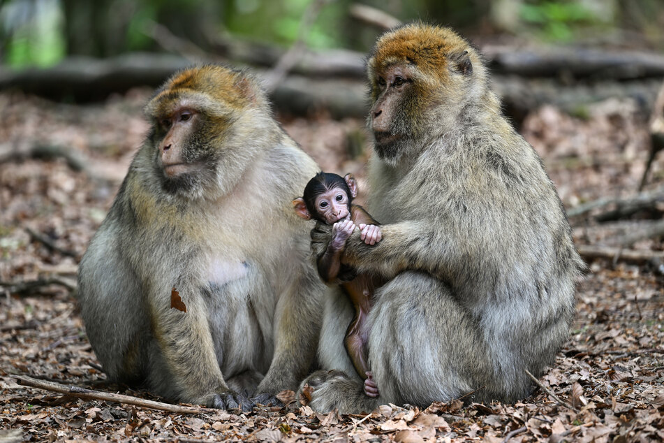 Zwei Affenbabys konnten bereits das Licht der Welt erblicken.