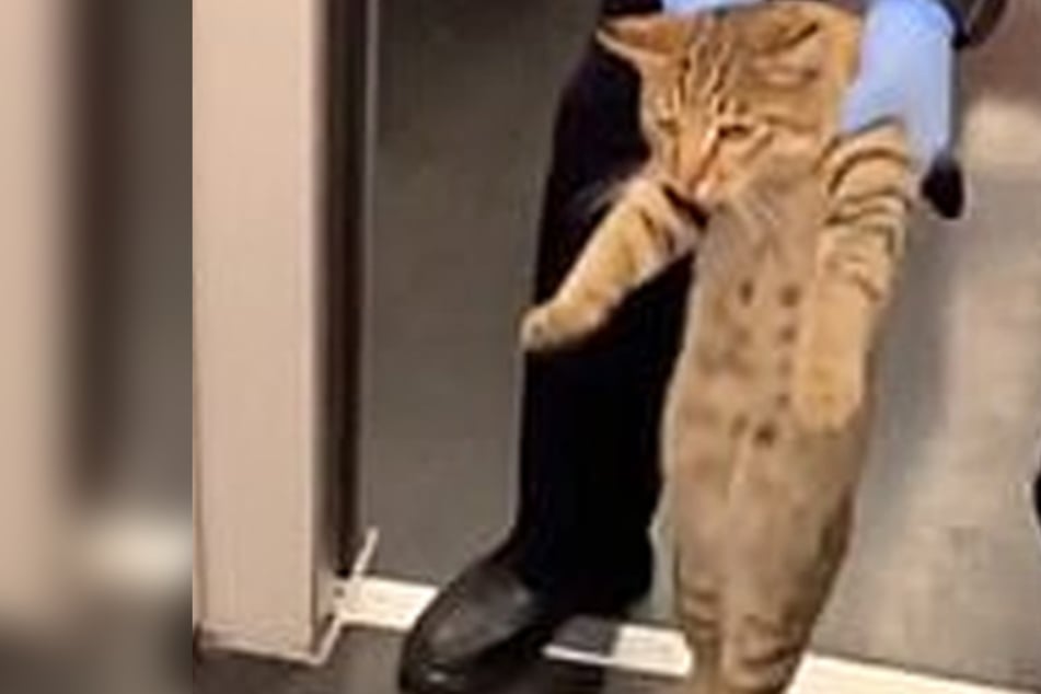 Freeloading feline gets kicked off train for riding without a ticket