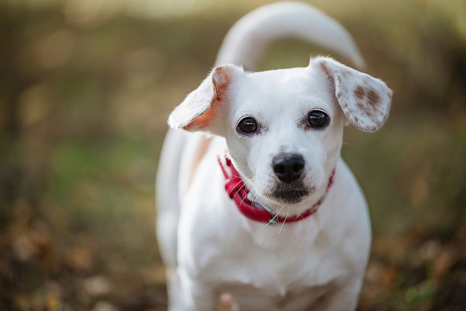 Jack-Russel-Mix Rumy ist schätzungsweise sechs Jahre alt.