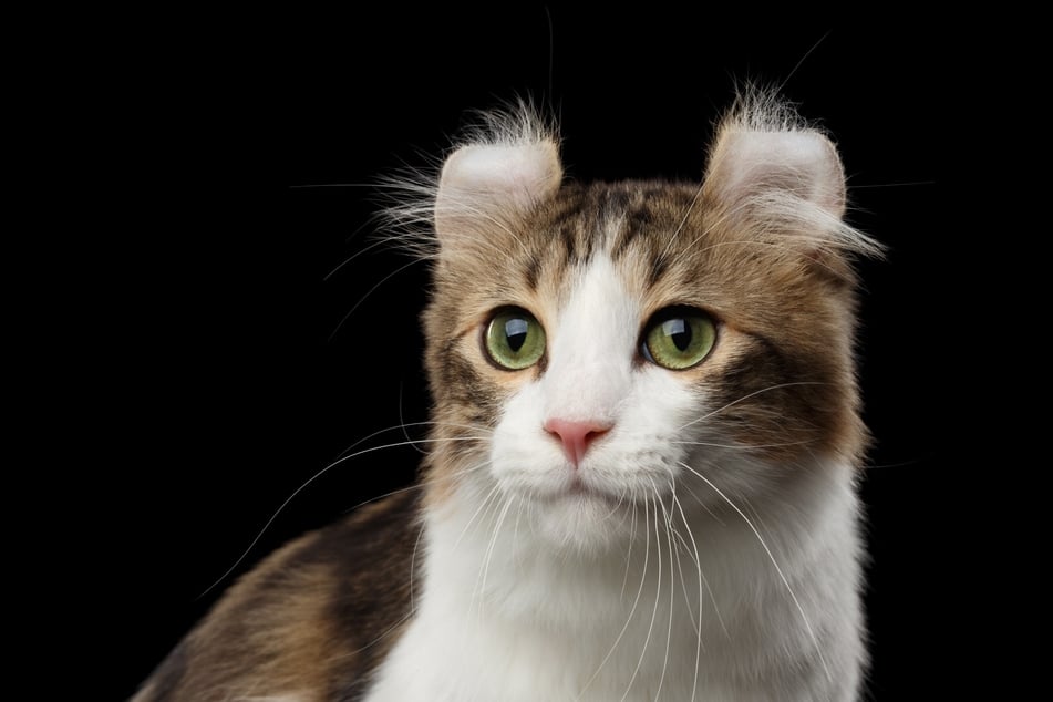 Besondere Katzenrassen fallen z. B. durch auffällige Fellfärbungen oder Körpermerkmale auf.