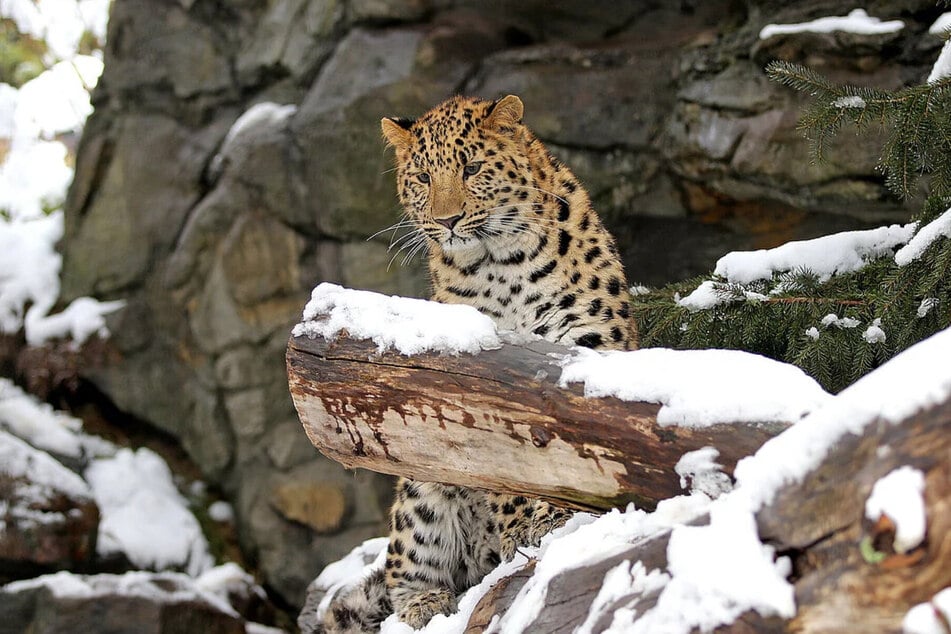 Die Amurleoparden sind eine vom Aussterben bedrohte Rasse.