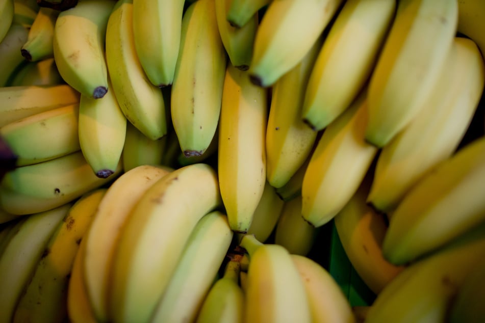 Eine Spinne war aus einer Bananenkiste geflohen und hatte für einen Einsatz von Polizei und Feuerwehr gesorgt. (Symbolbild)