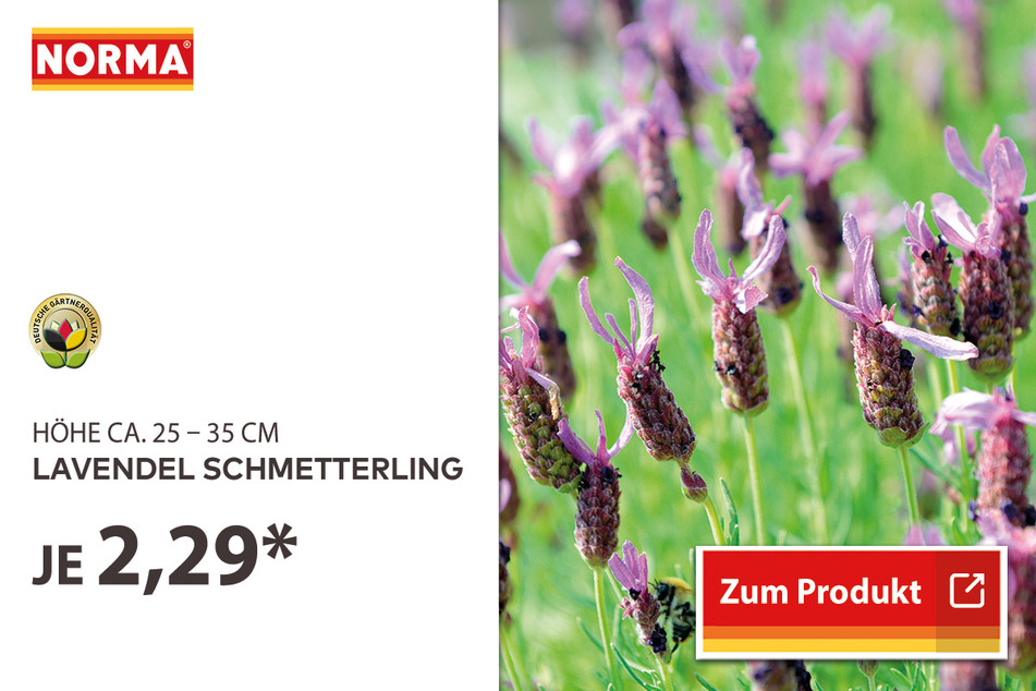 Lavendel für 2,29 Euro