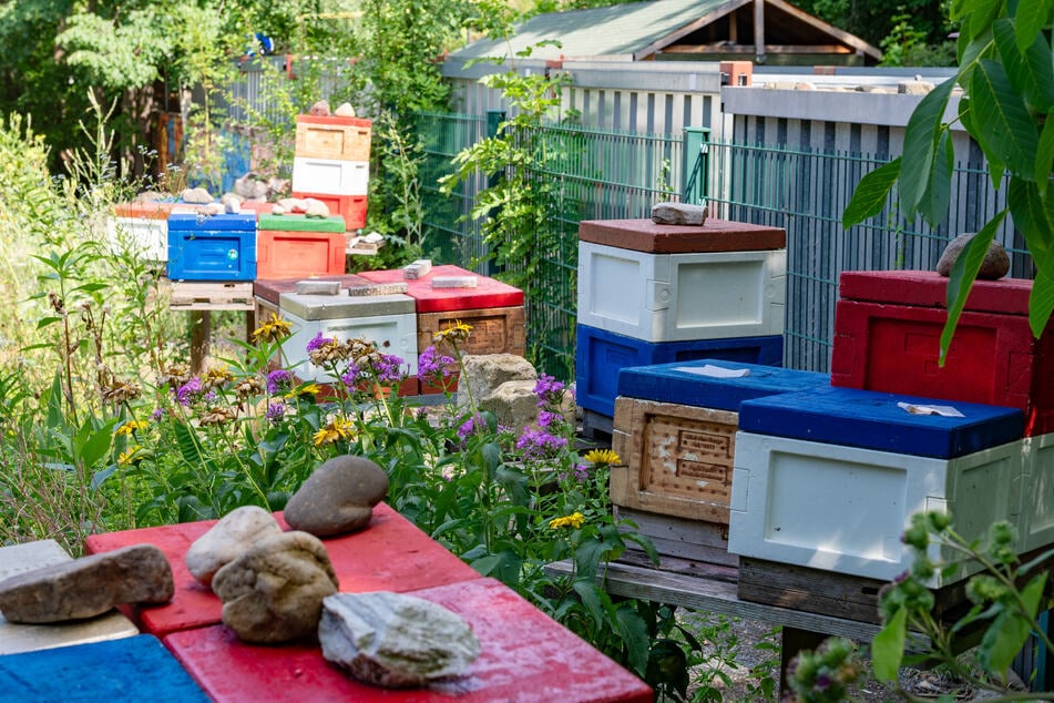 Wildblumen statt Golfrasen im Garten helfen dem summenden Volk, genug Nahrung zu finden.