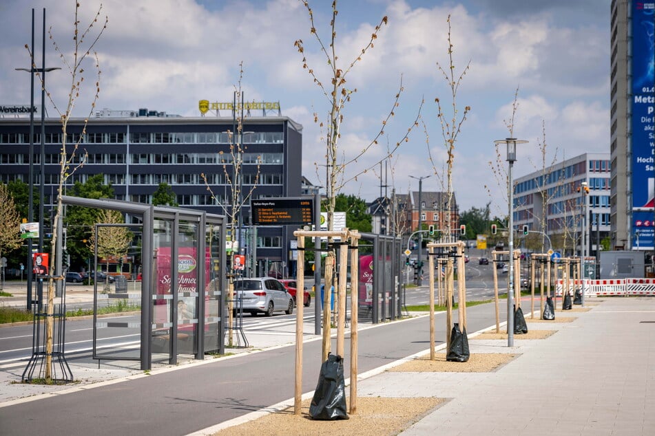 Die ersten Blätter der Bäume, die im Herbst in der Bahnhofstraße gepflanzt wurden, sind erfroren.