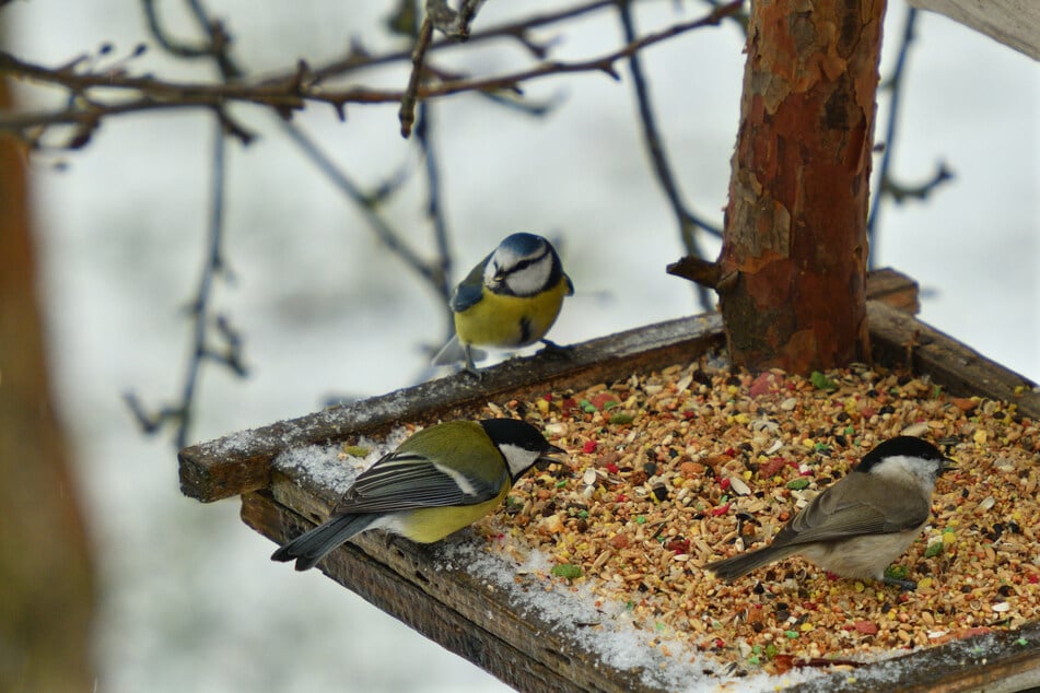 Vögel füttern macht im Winter durchaus Sinn.