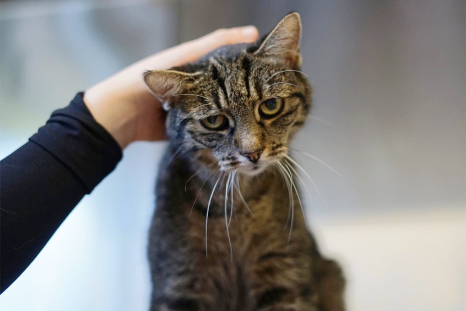 Katze Julia ist im Oktober das "Sorgentier des Monats" beim Hamburger Tierschutzverein.