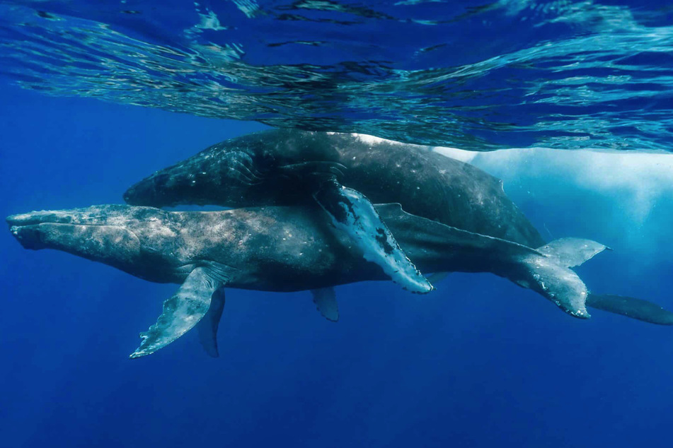 Zwei Buckelwale wurden zum ersten Mal überhaupt beim Geschlechtsverkehr beobachtet. Beide Tiere waren männlich.