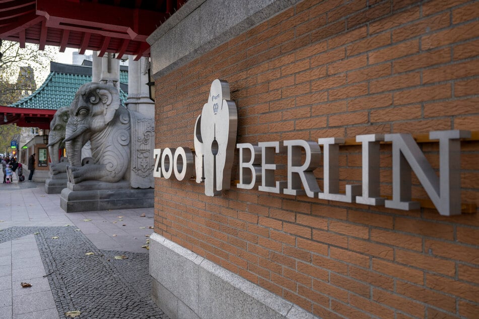 Es ist nicht der erste Tod eines großen Tieres im Berliner Zoo in jüngster Zeit.