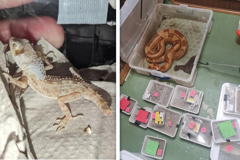 Reptilien in winzigen Schachteln eingesperrt: Mehrere Tiere nach Qual-Haltung gerettet