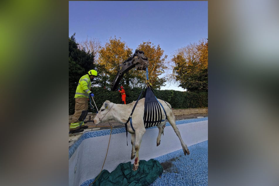 After several hours, the cattle were lifted out of the pool with the help of a belt.