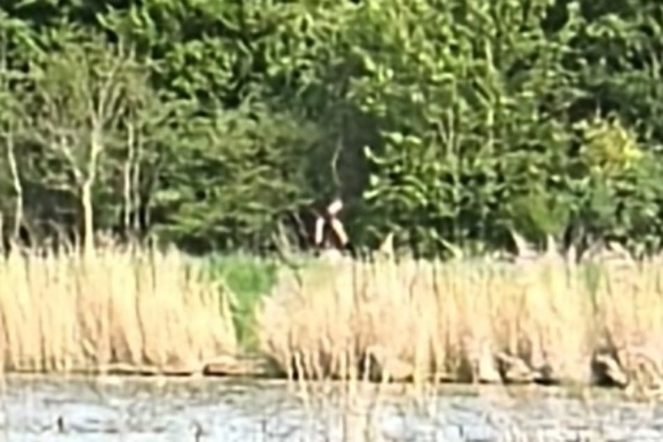 Die Polizei Itzehoe sucht nach dieser bislang unbekannten Person.