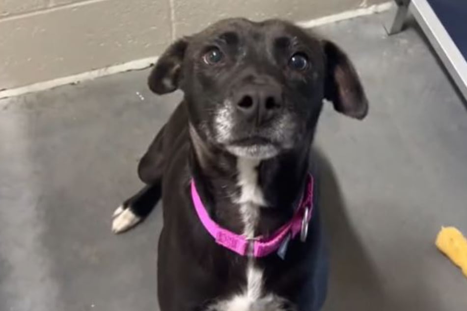 A heartbreaking TikTok featuring a rescue dog named Blackberry helped find her a forever home!
