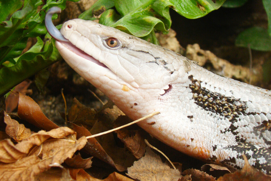 Der Riesenblauzungenskink ist eine Echsenart aus den Wäldern und Savannen Neuguineas.