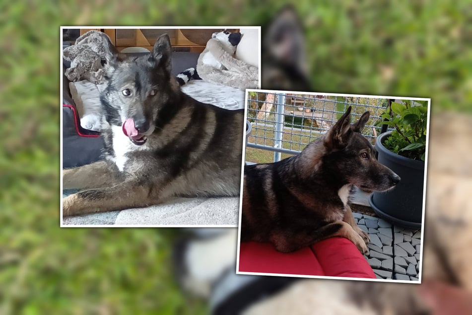 Am liebsten hätte Kalle einen Begleiter, mit dem er spielen, toben und trainieren kann.