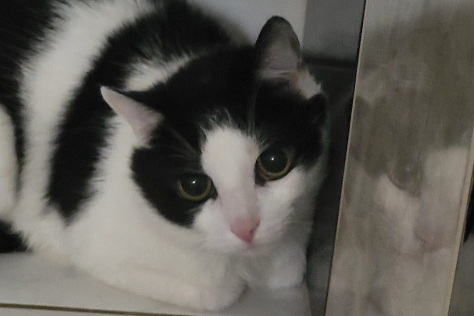 Už podruhé musel Mutlich opustit svůj domov a přestěhovat se do útulku.