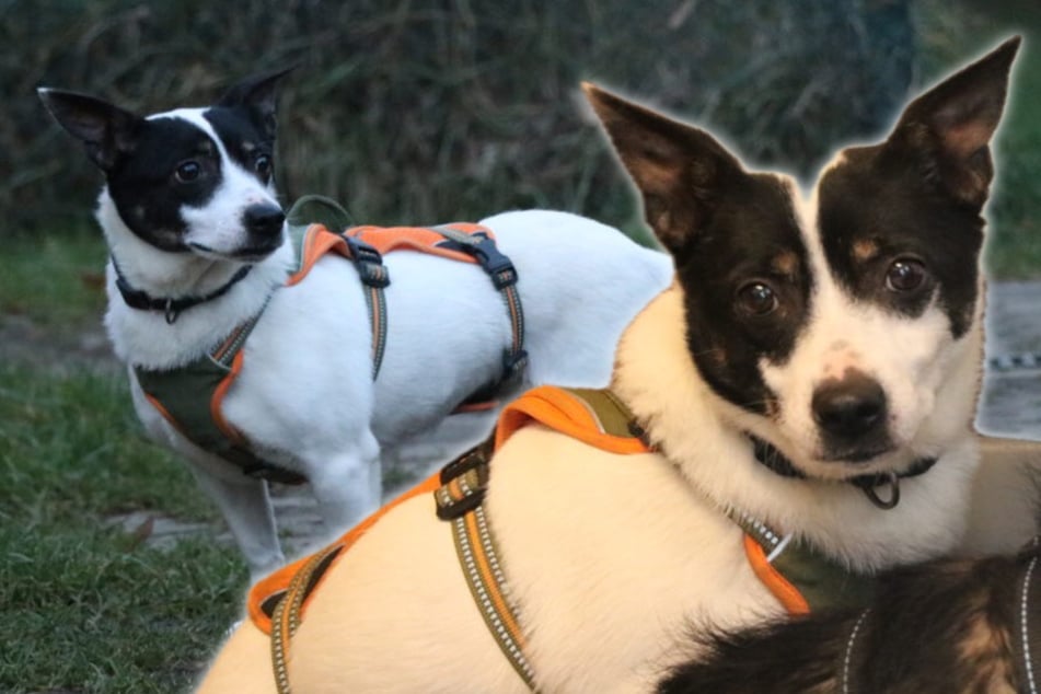 Sehnsucht nach Liebe: Hündin Gertrude wartet im Tierheim auf ihr Glück