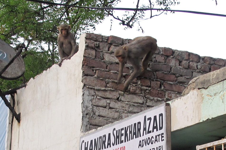 Mehrere Affen sprangen auf einem Dach herum, bis sich ein Steinbrocken löste. (Symbolbild)