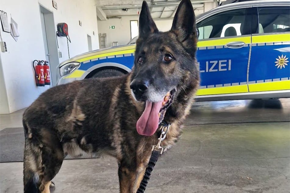 Der alte Schäferhund wurde am Samstag vorerst an den Tierschutz übergeben.