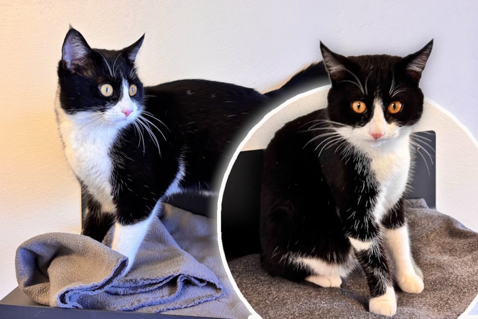 Kater Alvin muss erneut auf eine Familie hoffen. Hat er nun mehr Glück?