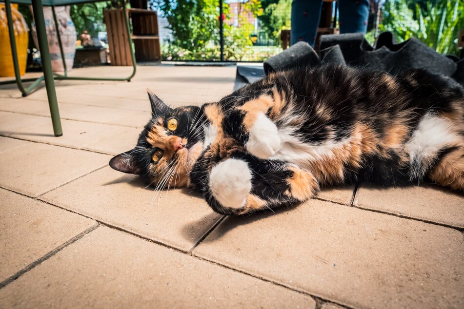 Etwa 400 Kunden betreut die Katzensitterin inzwischen pro Jahr, besucht sie dazu in ihrem eigenen Zuhause. Wichtig für Vogel dazu: Ein Draht sowohl zu ihren Schützlingen als auch zu deren Besitzern - und Vertrauen.