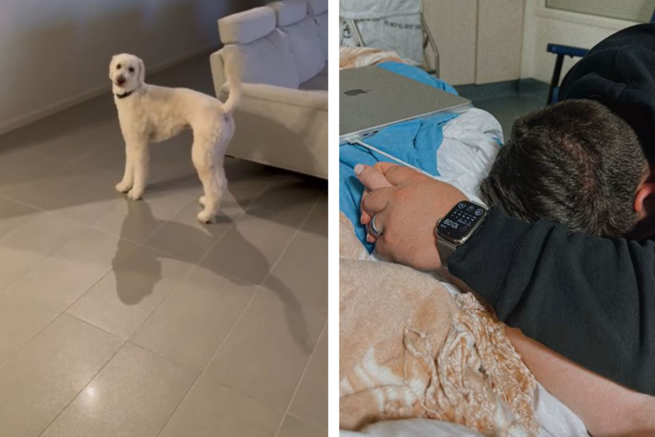 Mann besucht Frau in Klinik: Als er ihr auf Video zeigt, was ihr Hund daheim tut, bricht ihr Herz