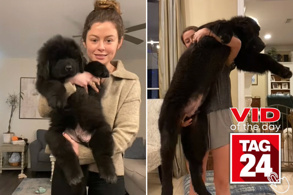 Today's Viral Video of the Day features the impressive growth spurt of an adorable pup named Odie on TikTok.