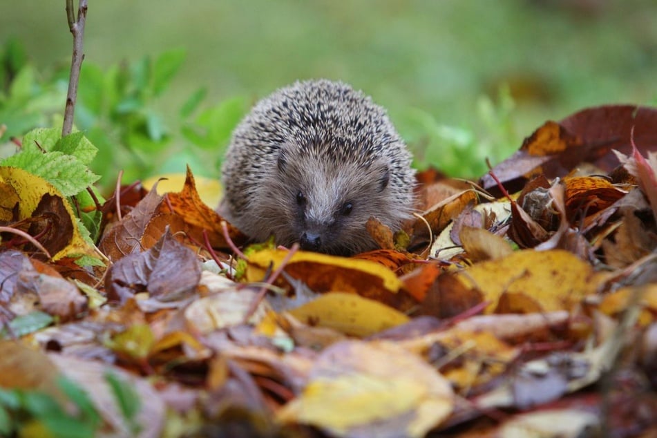 Für die Aktivistin Flo geht es vor allem darum, den Lebensraum der Tiere im Trümmerwald zu erhalten. (Symbolfoto)