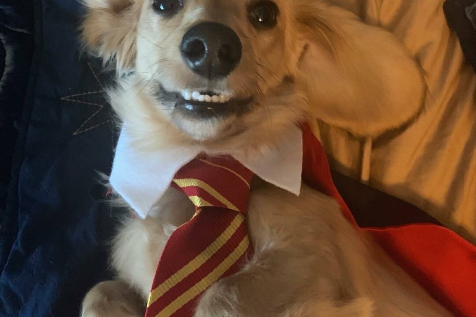 Dachshund Remus ist genauso begeistert von "Harry Potter" wie sein Frauchen.