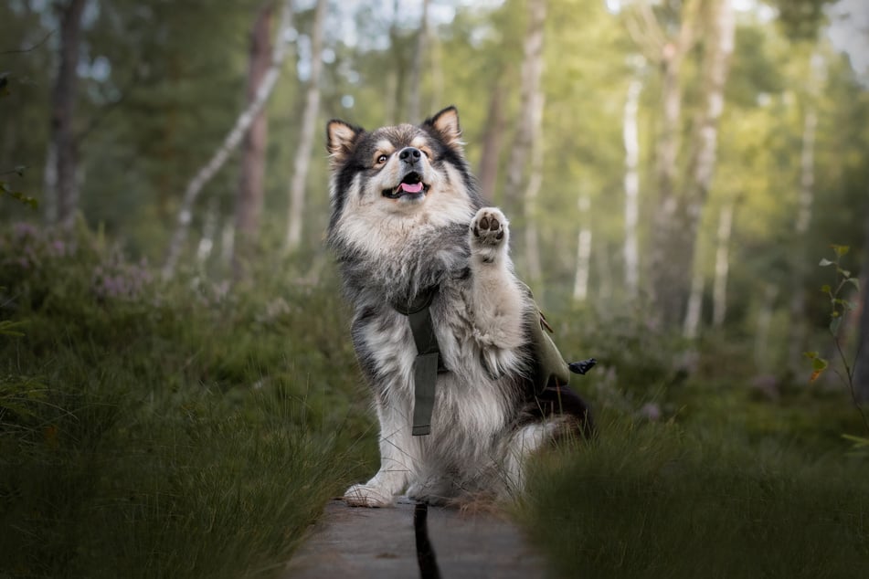 Finnish Lapphunds weren't very good at understanding human gestures.