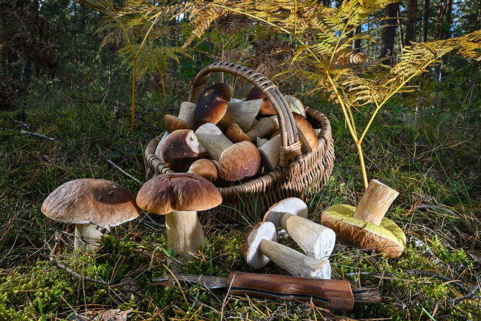 Nach zuletzt reichlich Regen sind in vielen Thüringer Regionen die Pilze aus dem Boden gesprossen. (Symbolbild)