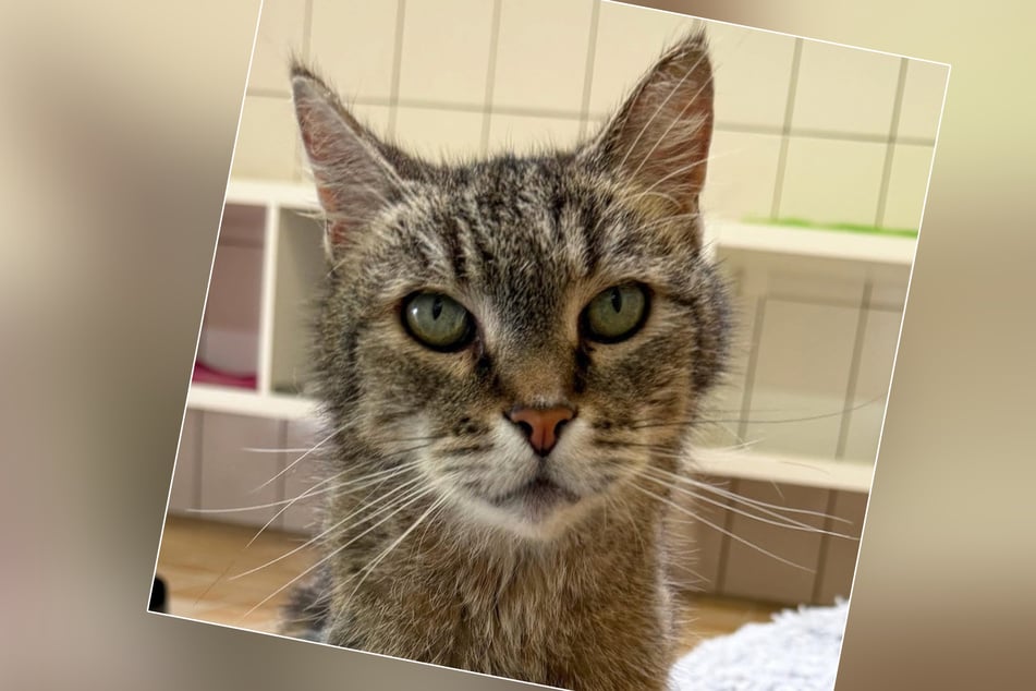 Le chat Henri du refuge pour animaux de Cologne-Dellbrück souffre d'une tumeur cancéreuse maligne.