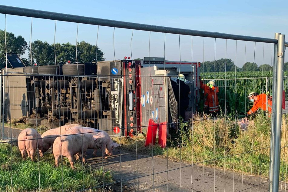Die Schweine wurden in einem provisorischen Gehege festgehalten.
