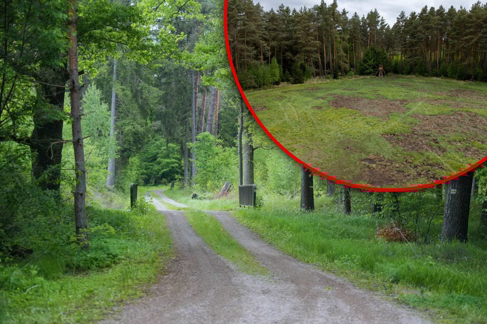 Dresdnerin (†21) tot im Wald entdeckt! Tatverdächtiger (16) in Klinik eingewiesen