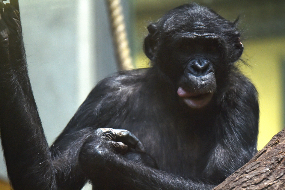 Das Foto aus dem Januar 2019 zeigt einen Bonobo-Affen.
