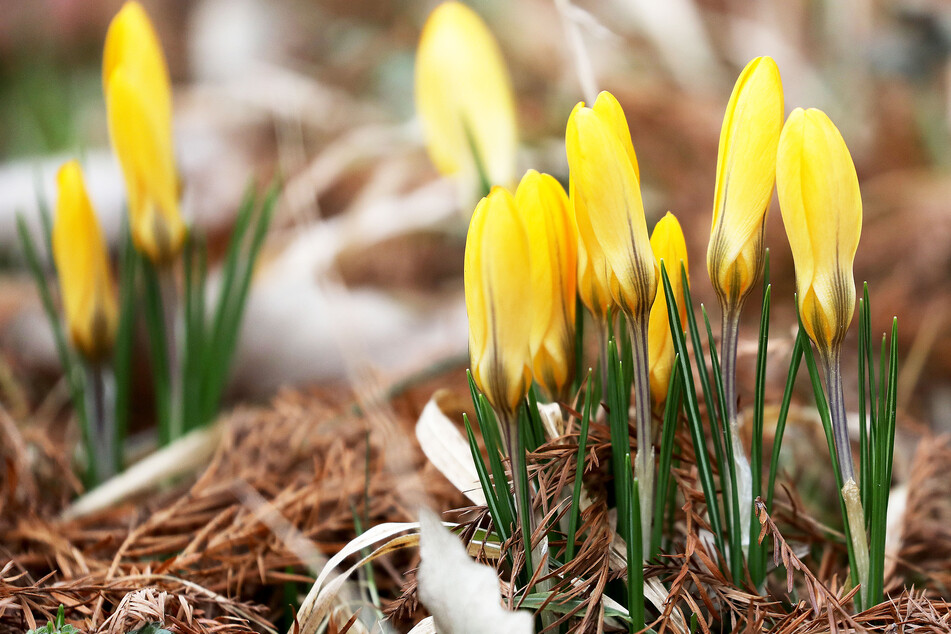 Die ersten Frühlingsboten wie der Krokus ragen in NRW bereits vielerorts aus dem Boden.