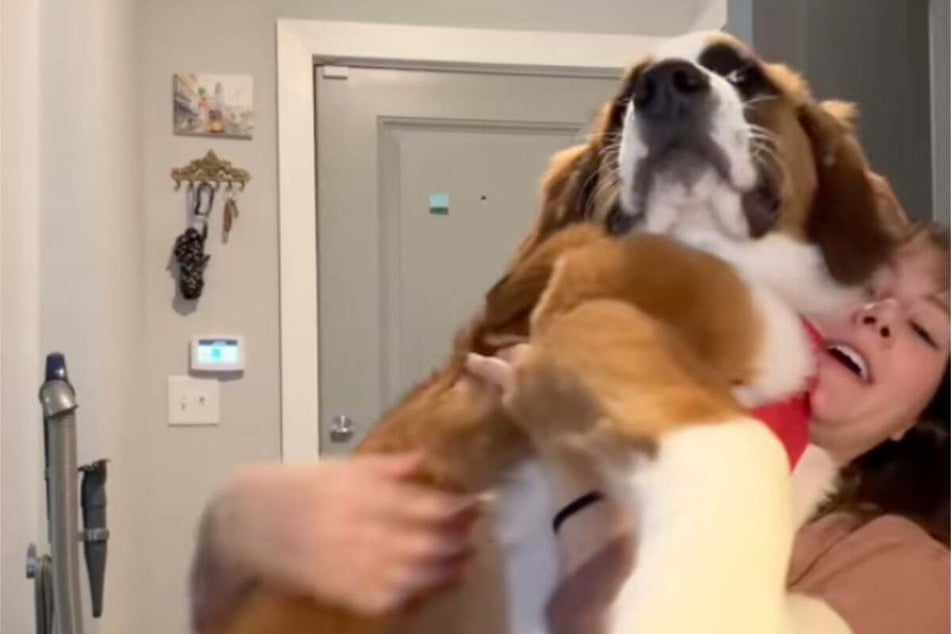 70-pound puppy adorably refuses to be anything but a lapdog!