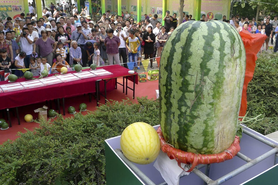 It might seem humungous, but this ain't the biggest watermelon in the world!
