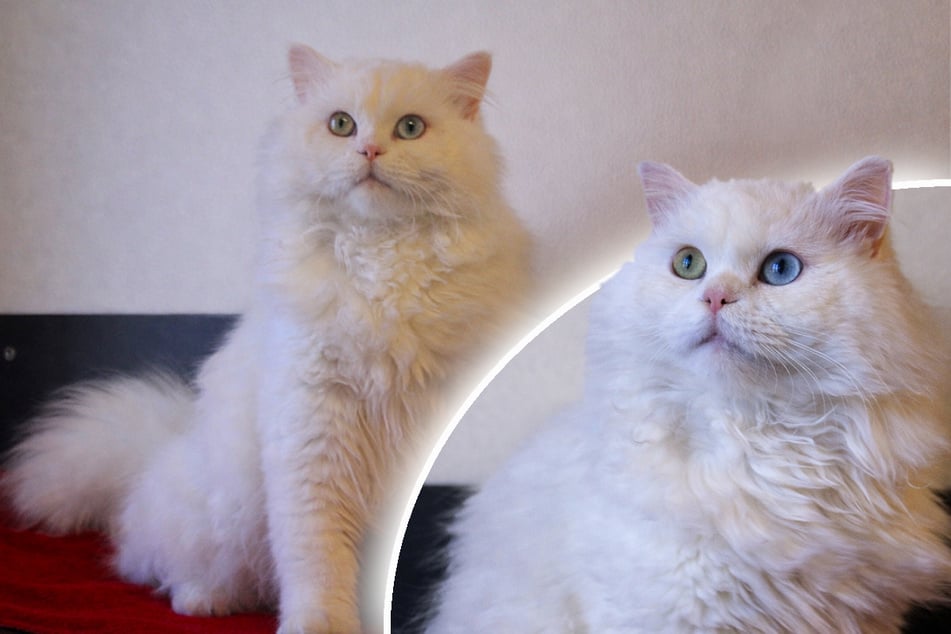 Traurige Schönheit: Dieses Schicksal steckt hinter den unterschiedlichen Augen dieses Katers