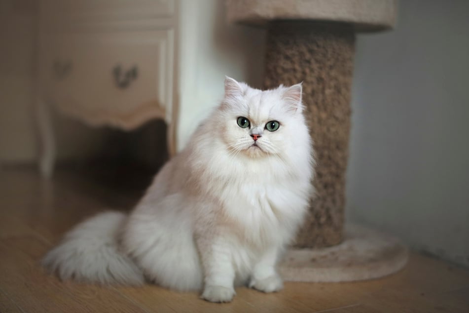 The Persian cat is a particularly cuddly cat breed - and it helps that it's so fluffy!