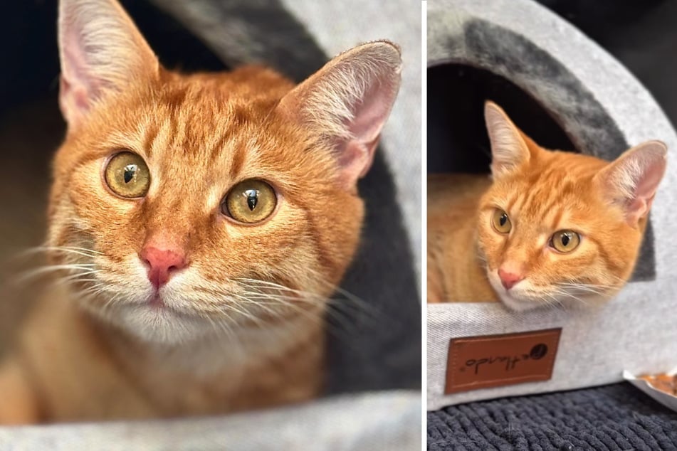 Dieser süße Kater wurde in Berlin gefunden - 500 Kilometer von seinem Zuhause entfernt.
