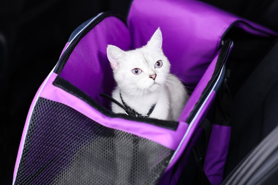 Für gelegentliche Arztbesuche reichen auch faltbare Katzentransportboxen (Symbolfoto).