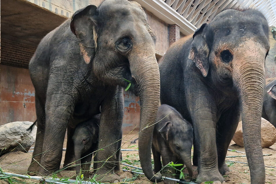 Das neugeborene Elefantenkalb lernt momentan gemeinsam mit ihrer Familie ihr neues Zuhause kennen.
