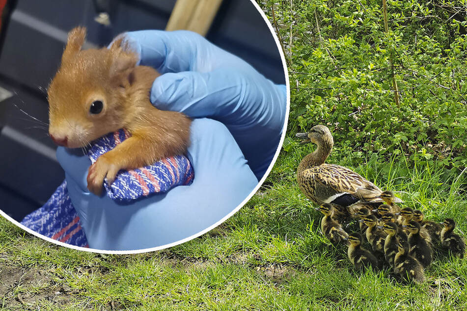 München: Tierisch viel los: Feuerwehr rettet Entenmutter mit Küken und verletztes Eichhörnchen