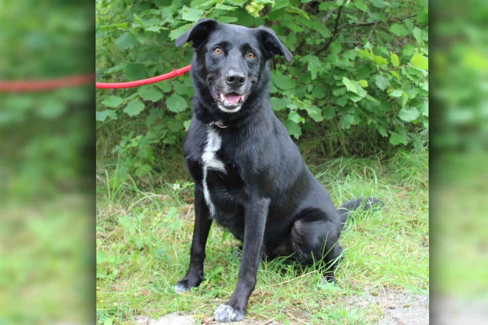 Labrador-Mix "Milow" sucht aktive Halter, die mit seiner überschüssigen Energie zurechtkommen.