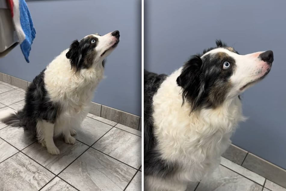 Border Collie regarde en haut : ce qu'il fixe là-haut fait rire tant de gens